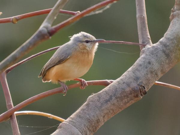 <h3><a href="/trips/gambia/biota/animalia/chordata/aves/040 passeriformes/077 macrosphenidae/sylvietta brachyura/sylvietta brachyura-nl.html">Sylvietta&nbsp;brachyura</a> / Northern&nbsp;crombec / Senegalese&nbsp;krombek</h3>OM-1 Mark II met OLYMPUS M.150-400mm F4.5 TC, 1/2500 sec  bij F6.3, ISO 8000, afstand 14.3&nbsp;m